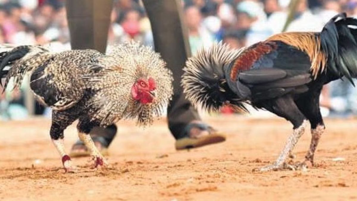 ubet95-traditional-cockfighting-culture-feature2-ubet95a