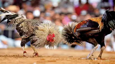 Common Mistakes to Avoid in Ubet95 Cockfighting - Ubet95