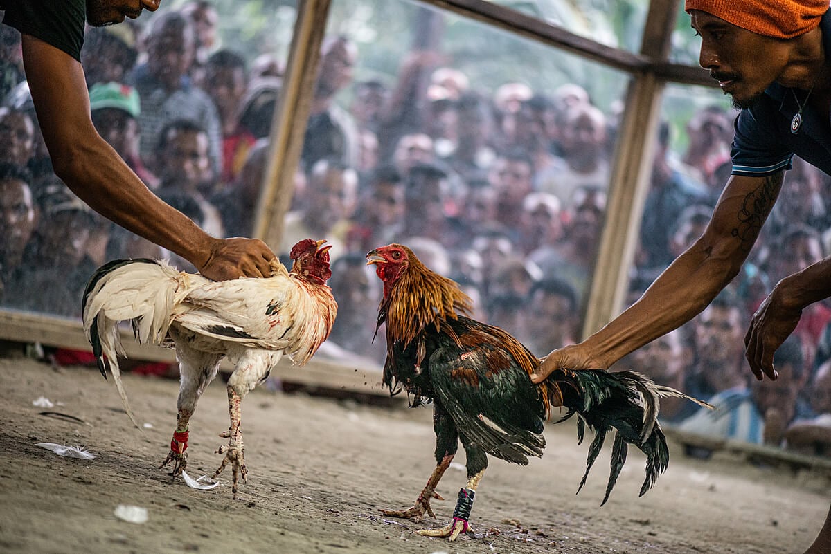 Psychological Tactics in Cockfighting - Ubet95