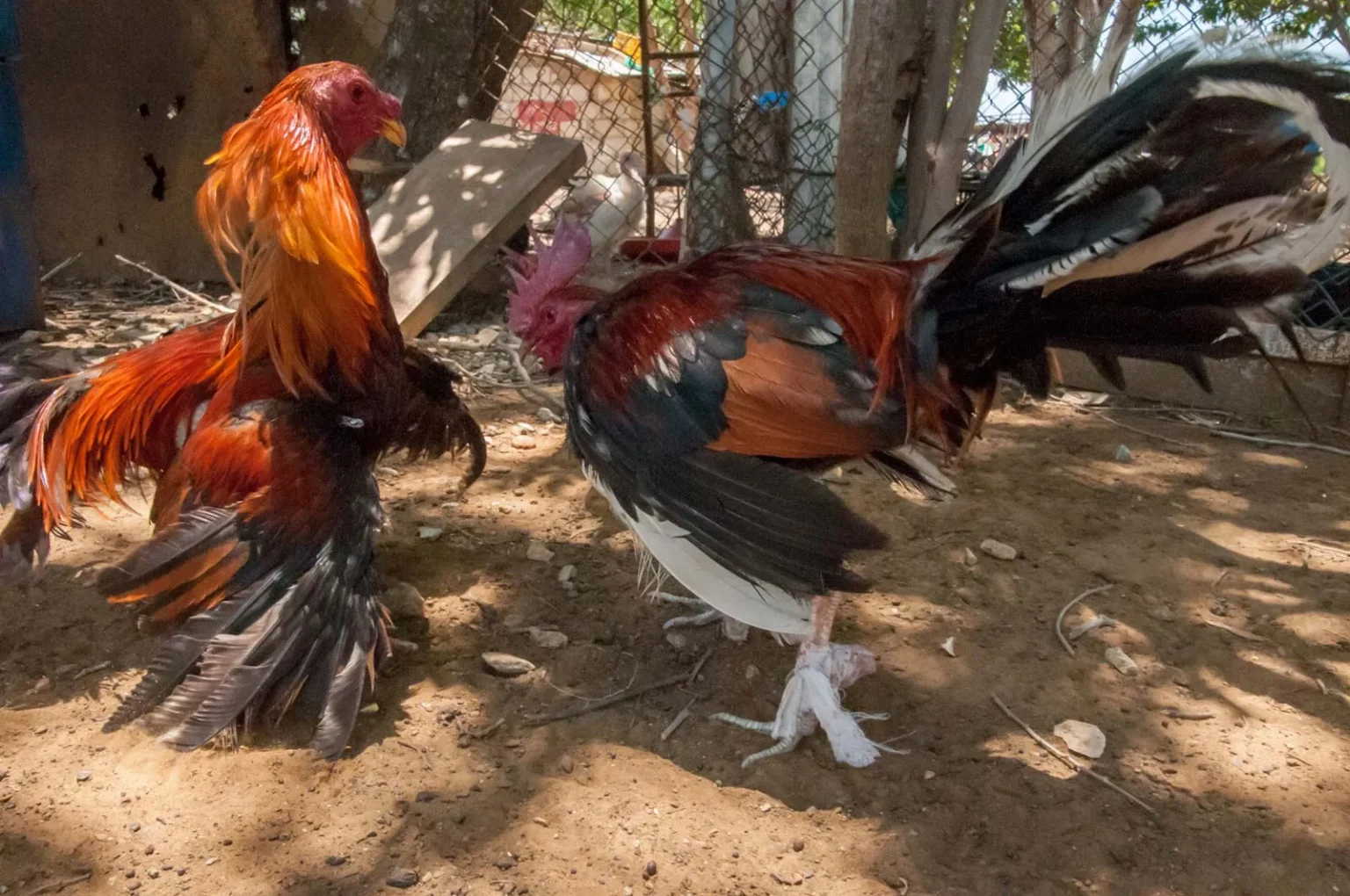 Avoiding Common Mistakes in Ubet95 Cockfighting - Ubet95