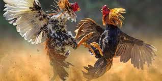 Top Tips to Boost Your Ubet95 Cockfighting Strategy - Ubet95